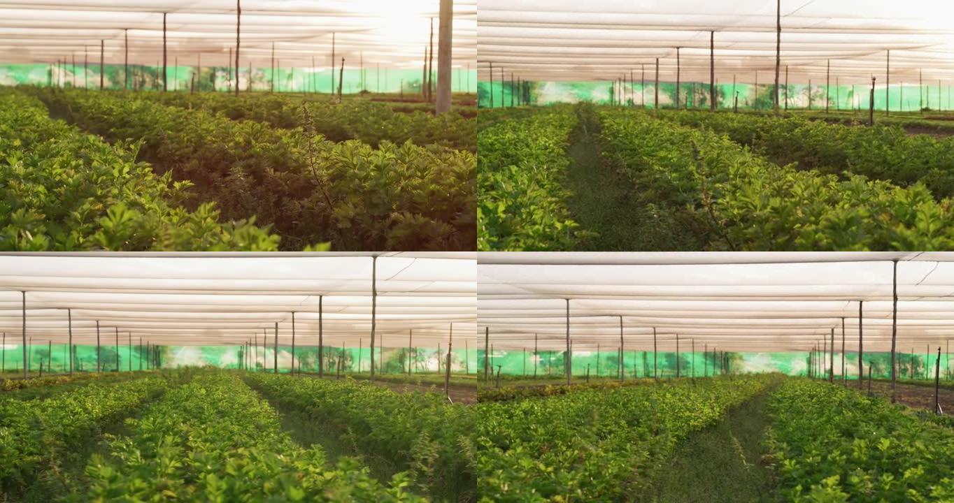 在农场上生长的新鲜农产品的4k视频片段