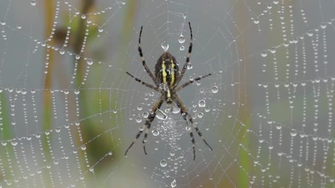 蜘蛛黄蜂 (lat. Argiope bruennichi)。黎明大雾露水中的蜘蛛和蜘蛛网
