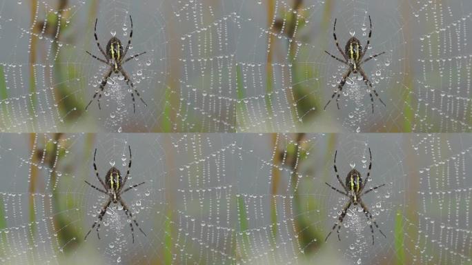 蜘蛛黄蜂 (lat. Argiope bruennichi)。黎明大雾露水中的蜘蛛和蜘蛛网
