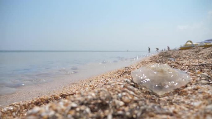 孤独的海浆躺在黑海海岸鹅卵石上，夏天人们离得很远