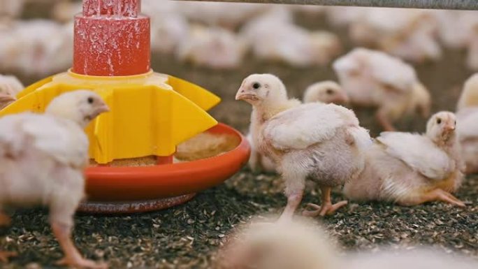 小胖肉鸡小鸡吃饲料。现代农场的幼鸡。在家禽场育肥的白鸡。特写。
