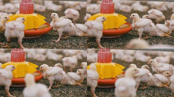 小胖肉鸡小鸡吃饲料。现代农场的幼鸡。在家禽场育肥的白鸡。特写。
