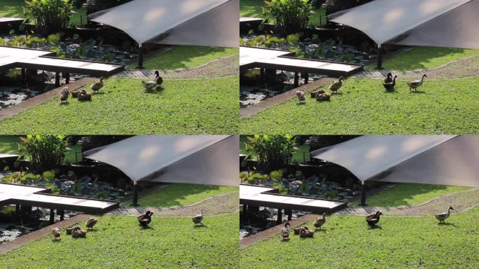 灰色的鹅子生活在花园中的农村生活概念，库存镜头