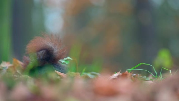 小可爱松鼠 (Sciurus vulgaris) 坐在树叶中的地面上，在秋天的森林中以种子为食。浅景