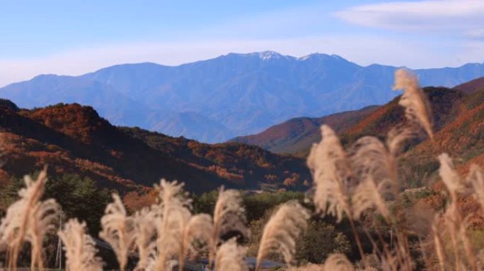 日本潘帕斯草在山上和远处的山上