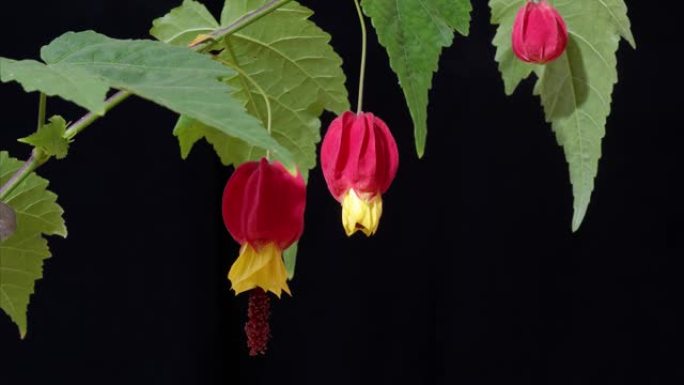 盛开的Abutilon megapotamicum或开花的枫树灌木的时间流逝，有红色的黄色鲜花。Ca