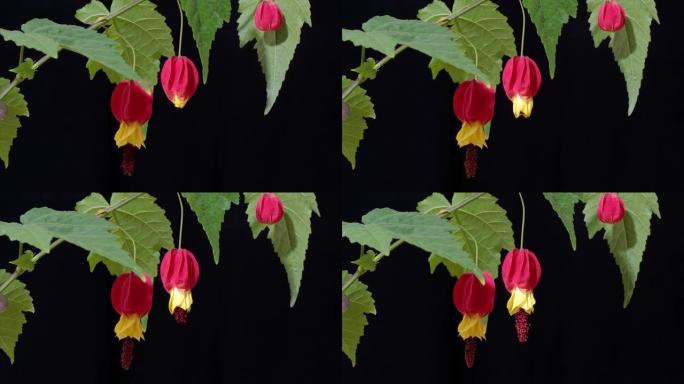 盛开的Abutilon megapotamicum或开花的枫树灌木的时间流逝，有红色的黄色鲜花。Ca