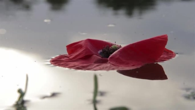 红色罂粟花在一条安静的河上漂流4