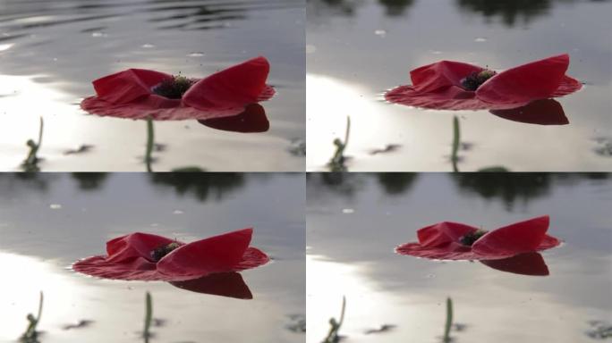 红色罂粟花在一条安静的河上漂流4