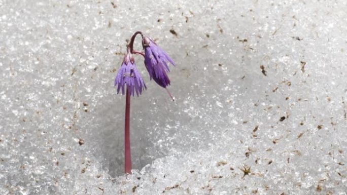 雪铃在春天的雪地里，阿尔卑斯山，索尔达内拉，