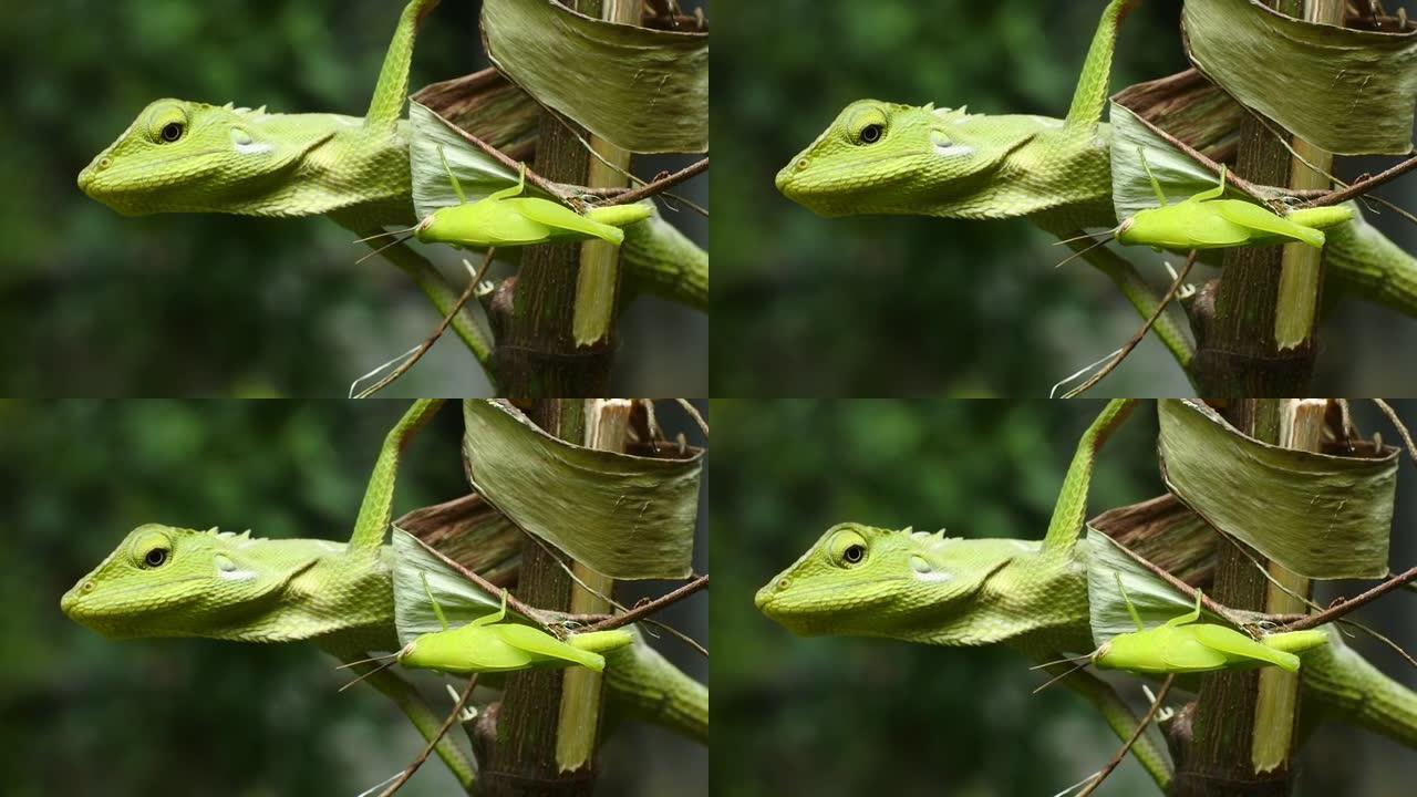 绿色变色龙头部高清视频。变色龙的特写。变色龙在玫瑰花上捕猎蚱蜢