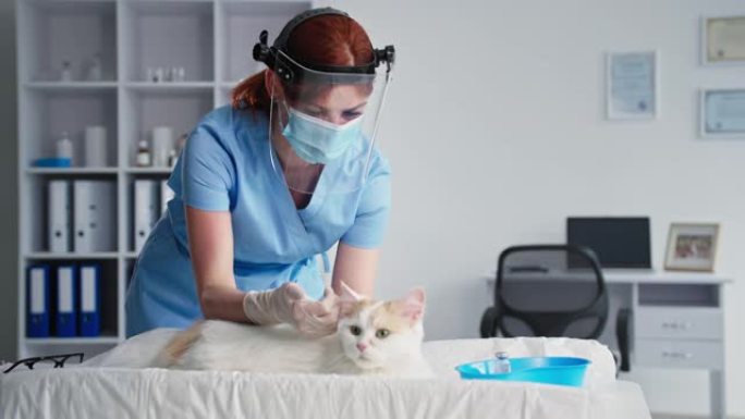 宠物疫苗接种，戴着医用口罩和防护头盔的女兽医正在用针头给桌上的家猫注射注射器