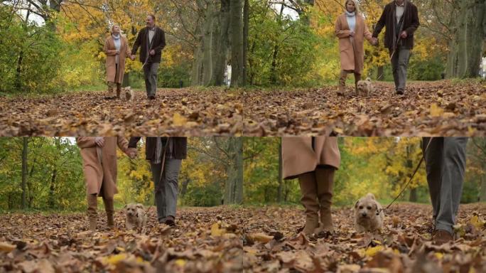 享受秋天的狗与主人一起走过落叶