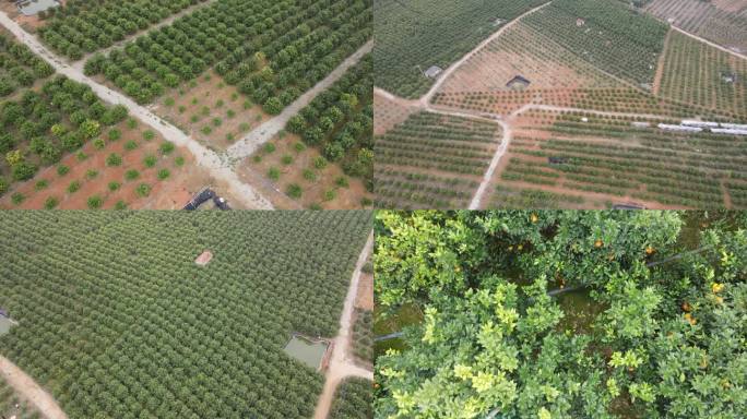 武鸣沃柑 双桥镇