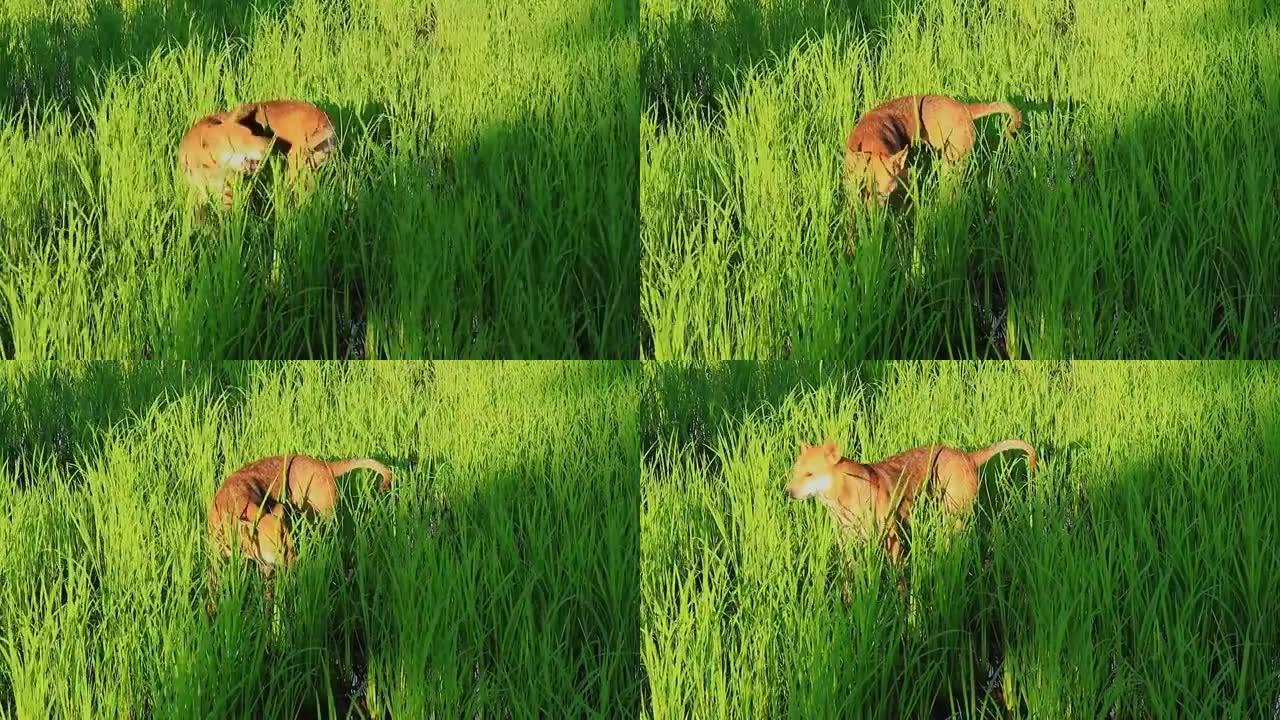 一只棕色的高棉狗在水稻植物中行走