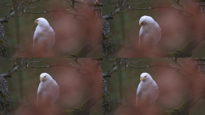 普通秃鹰 (Buteo buteo) 一种罕见的白色变种。坐在日落背景上的树上。慢动作。