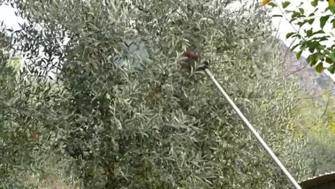 液压手，同时放下橄榄