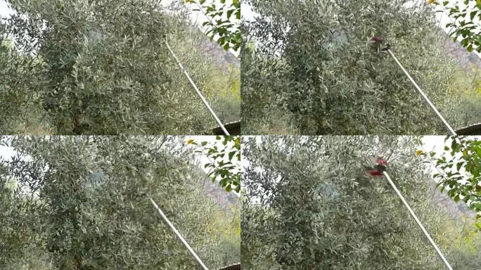 液压手，同时放下橄榄