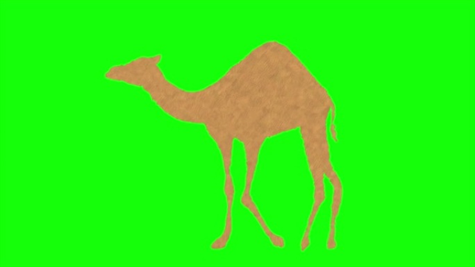 行走骆驼动画。绿色筛选了色度键。