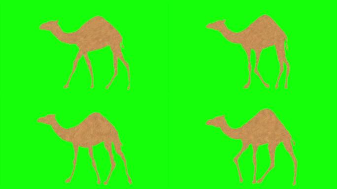 行走骆驼动画。绿色筛选了色度键。