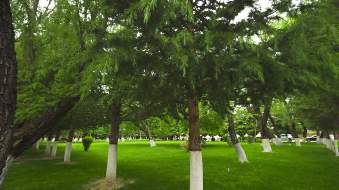 植物 露水 夏季 宗角禄康公园