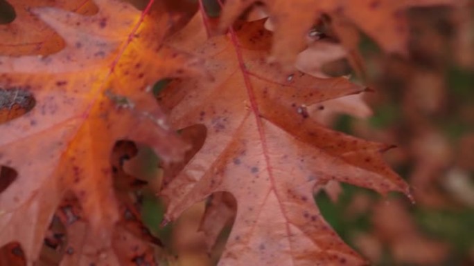 在秋季或秋季，北部红橡木叶子的特写照片已变成棕色和黄色。