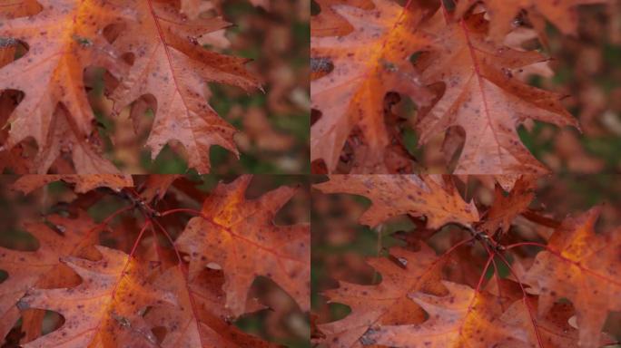 在秋季或秋季，北部红橡木叶子的特写照片已变成棕色和黄色。
