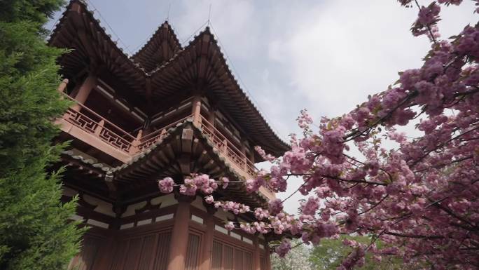 青龙寺樱花古建筑