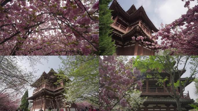 青龙寺樱花古建筑