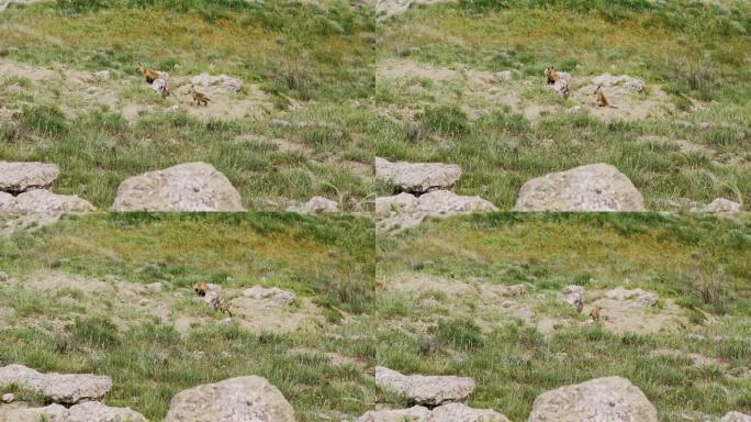 橙色毛皮的小野狐玩跳跃和奔跑