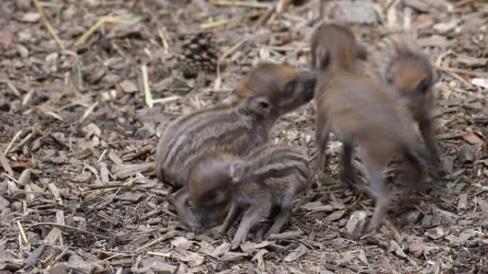 Visayan疣猪的濒临灭绝的小婴儿
