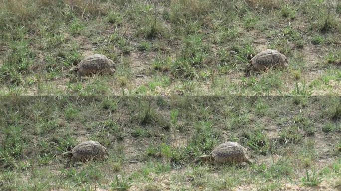 豹龟从右向左行走停下来吃草