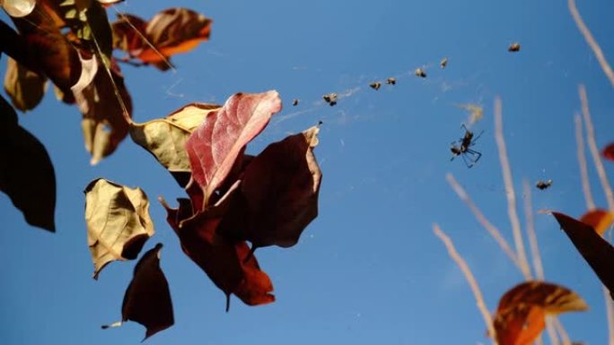 秋天的树叶被困在蜘蛛网中，在空中摇曳