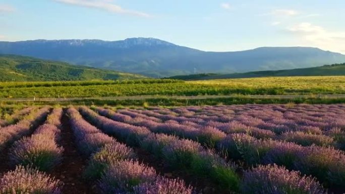 美丽的紫色薰衣草田
