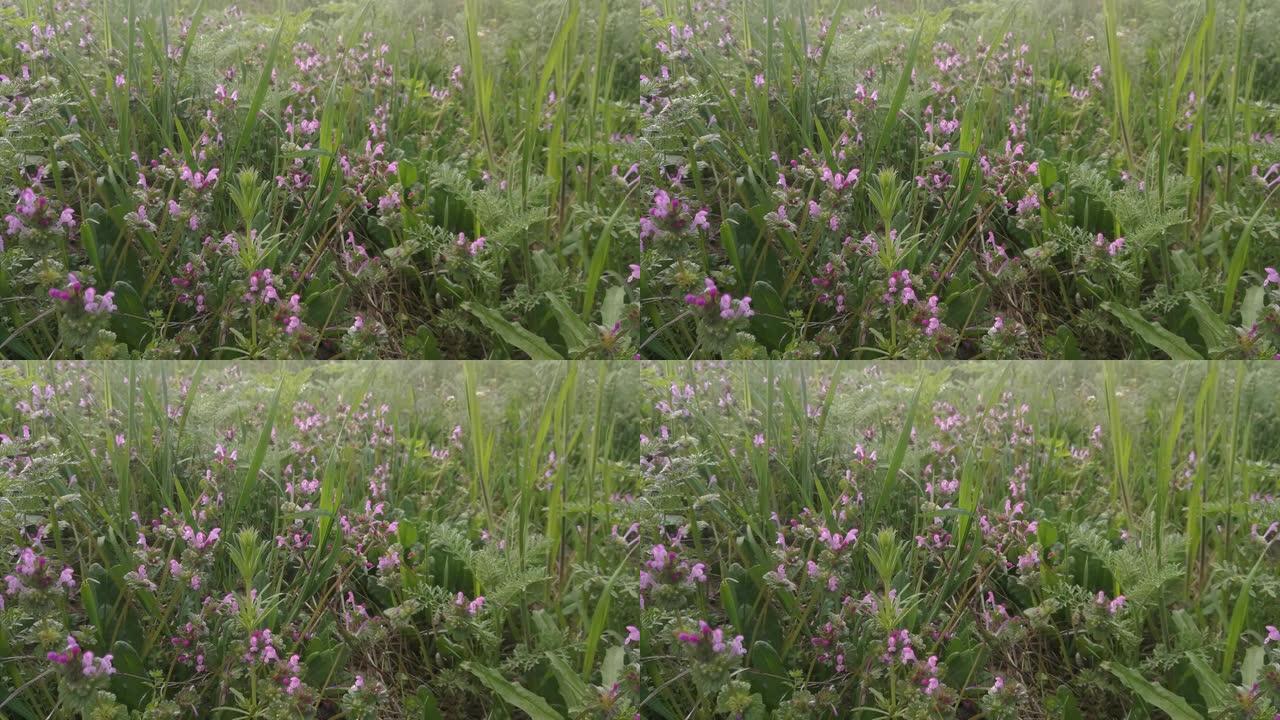 草地上绿草和紫色的花朵。