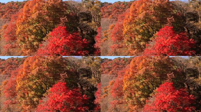 山上秋树随风摇曳秋色枫叶红叶