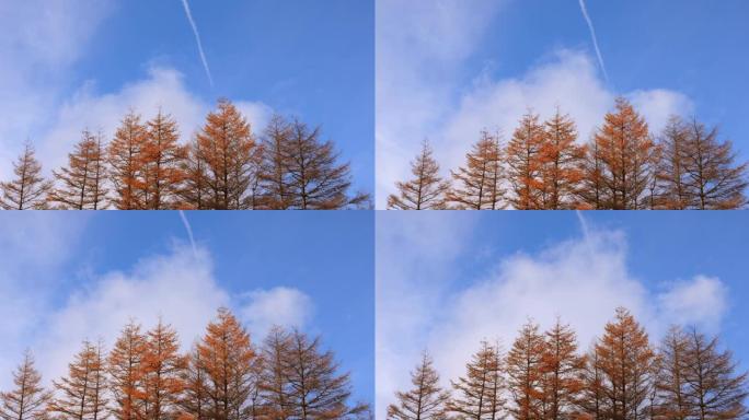 山上秋树，蓝天流云