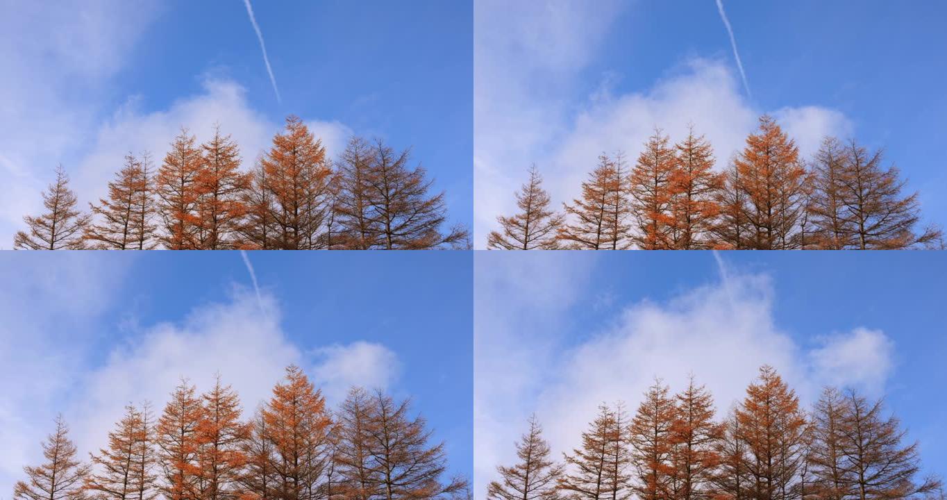 山上秋树，蓝天流云