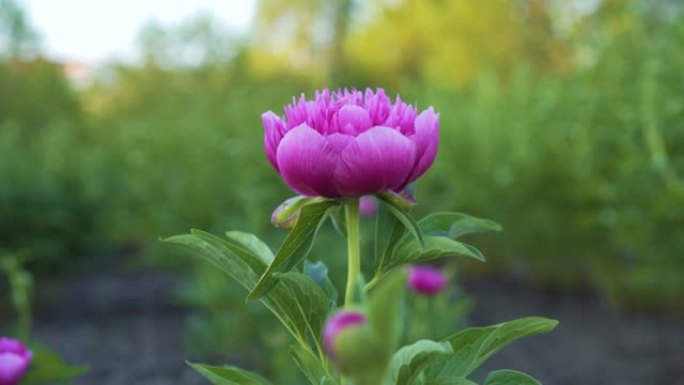 美丽绽放的粉色牡丹。花高山牡丹紫罗兰色，特写。