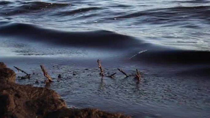 海岸附近的石油污染。生态。