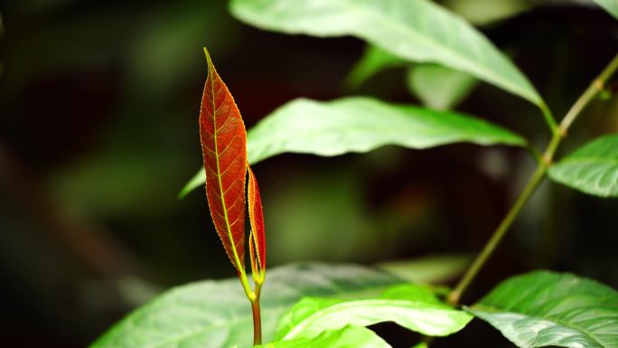 植物生长红背桂花9/9