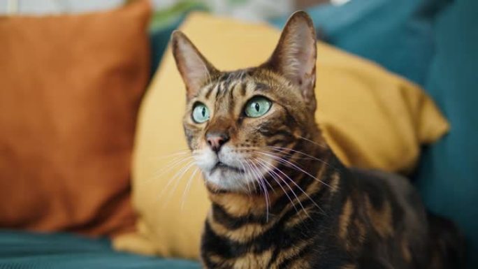 孟加拉猫躺在客厅的沙发上。家中的家畜。豹纹小猫，绿色大眼睛特写。毛茸茸的纯种宠物放松。小最好的朋友