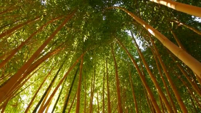 竹林，异国亚洲热带风情。沉思风水禅园中的绿树。安静平静的树林，丛林中的早晨和谐清新。日本或中国自然东