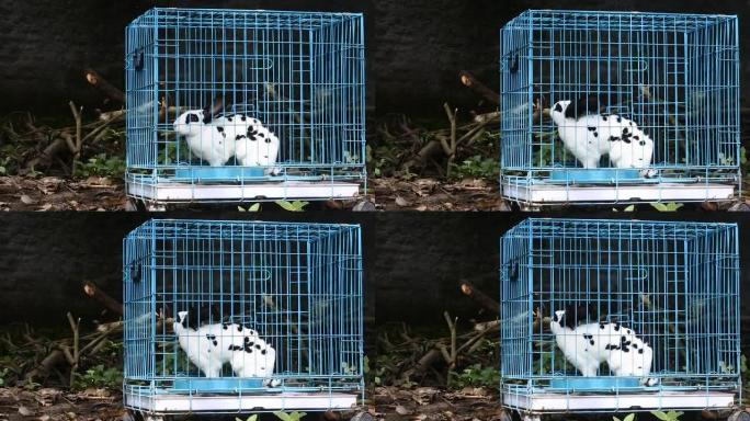 蓝色铁笼里的兔子。可爱的小白兔在一格盒子里的视频。