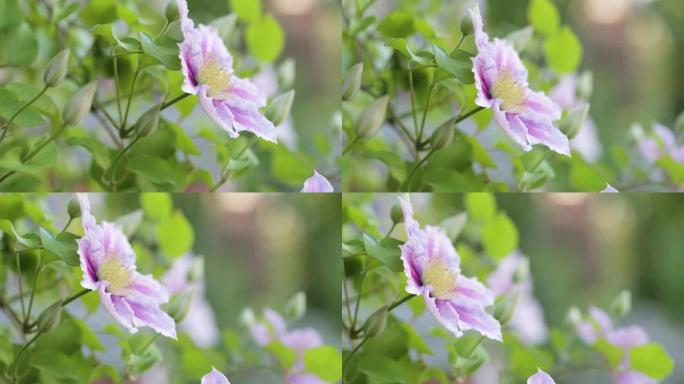 花园里的紫色花朵铁线莲
