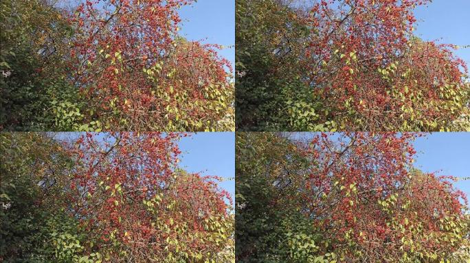 在阳光明媚的秋天，苹果树的树枝上有红色的小苹果