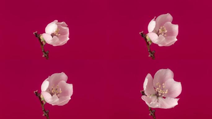 梅花在红色背景下的延时视频中绽放。