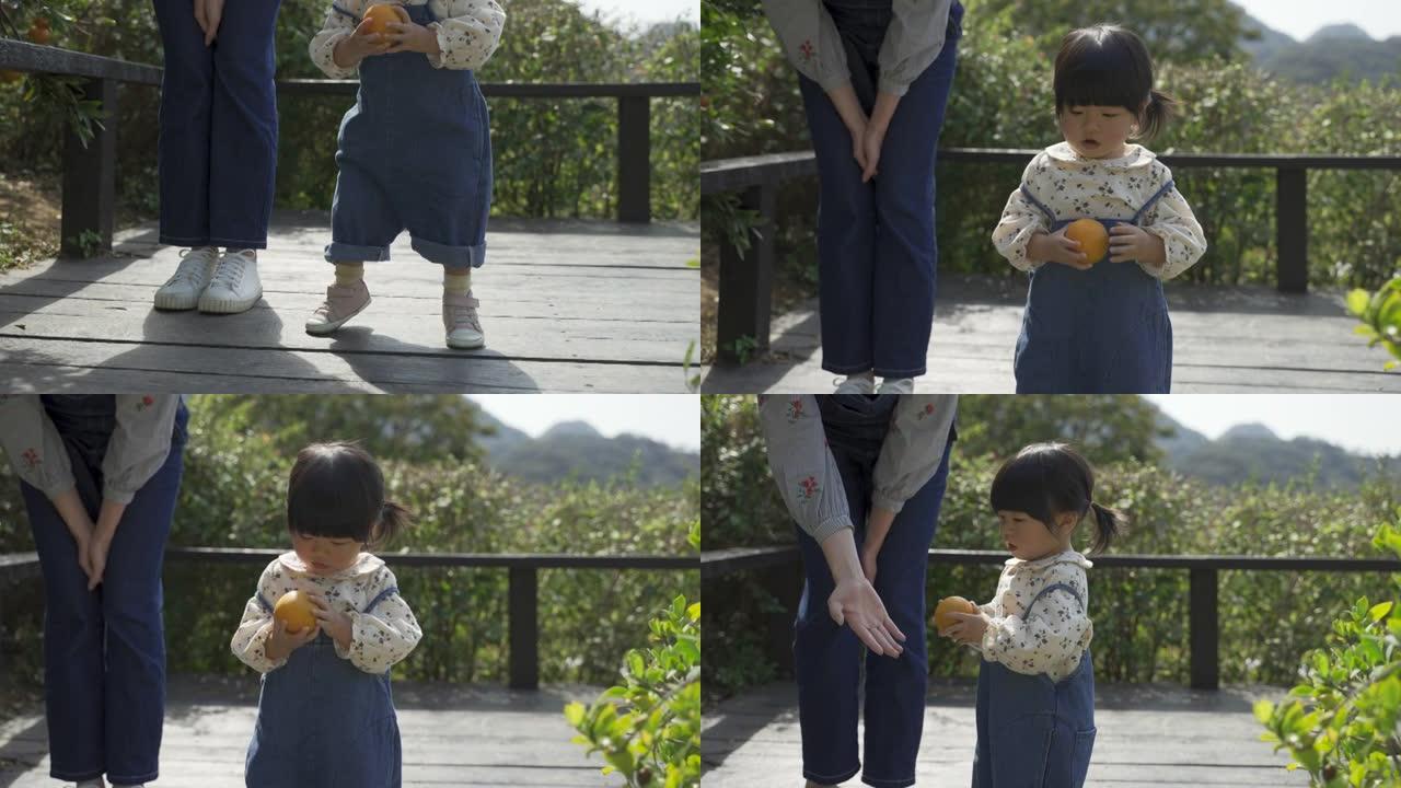 与特写镜头的短拍无辜的亚洲蹒跚学步的女孩正在从木制甲板上捡起橘子，并将其交给站在后面的父母。
