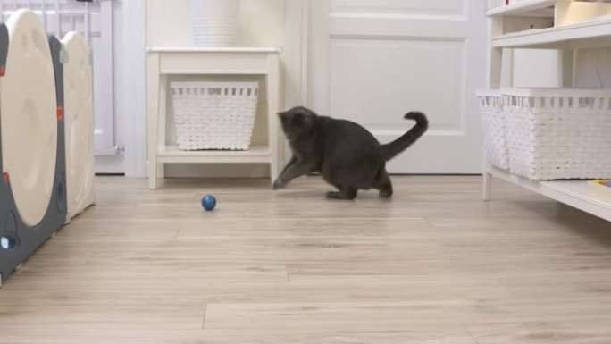 成年灰猫在家玩球玩具。客厅有顽皮的猫。