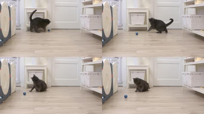 成年灰猫在家玩球玩具。客厅有顽皮的猫。